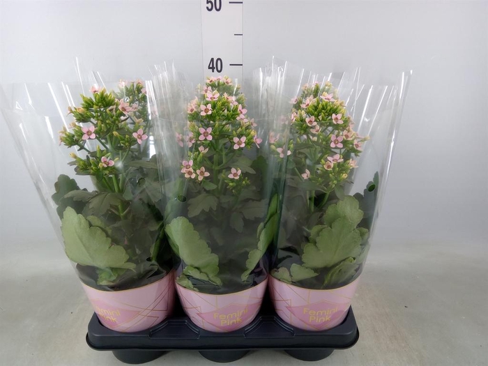 <h4>Kalanchoe blos. 'Feminine Pink'</h4>