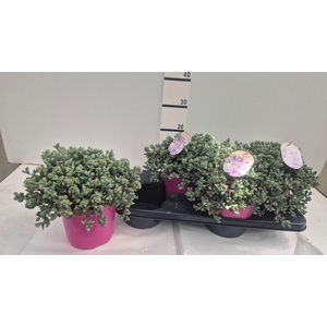 LAMPRANTHUS ROSEUS
