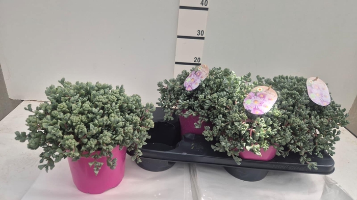 <h4>LAMPRANTHUS ROSEUS</h4>