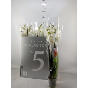 Phalaenopsis   ...white