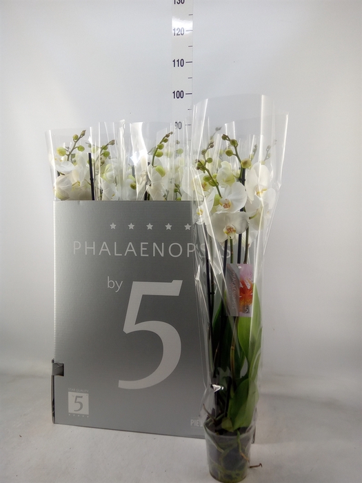 <h4>Phalaenopsis   ...white</h4>