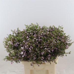 Chamelaucium Dancing Queen