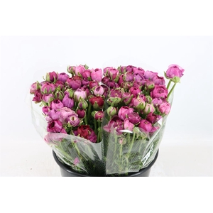 Ran Amandine Purple Jean