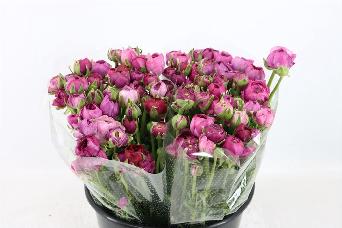 <h4>Ran Amandine Purple Jean</h4>