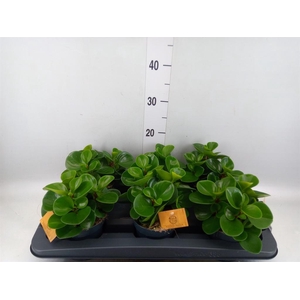 Peperomia obt. 'Green Gold'