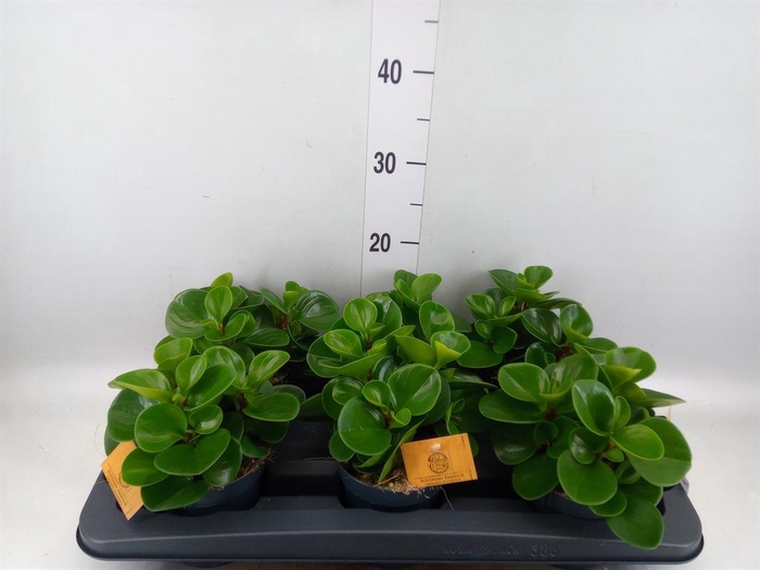 <h4>Peperomia obt. 'Green Gold'</h4>
