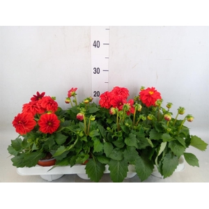 Dahlia  'Dahlietta Anna'