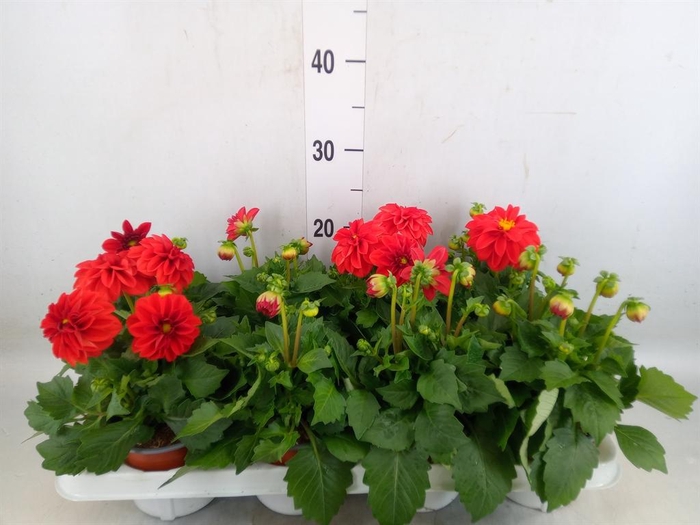 <h4>Dahlia  'Dahlietta Anna'</h4>