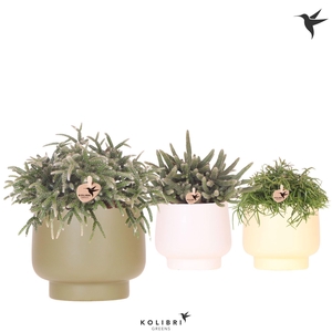 Kolibri Greens Rhipsalis mix in Scandic pot green mix