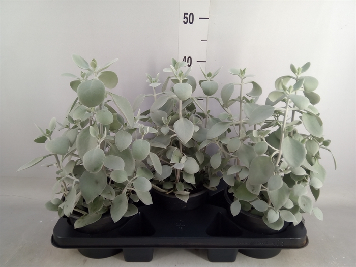 <h4>Kalanchoe NF   ...</h4>