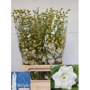 DELPH DU DELP DIAMAN