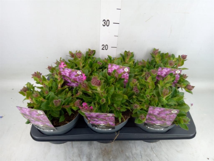 <h4>Silene   ...</h4>