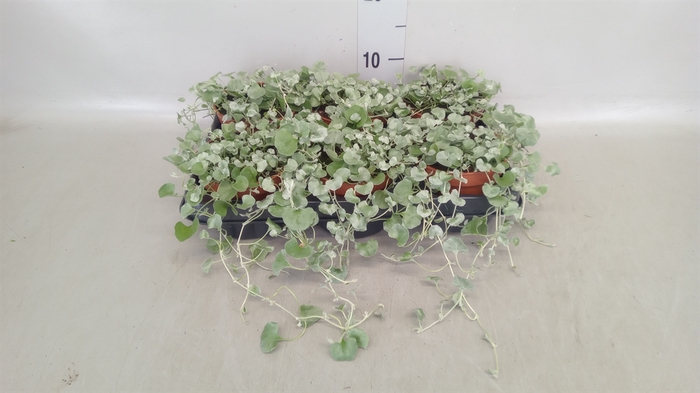<h4>Dichondra argentea 'Silver Falls'</h4>