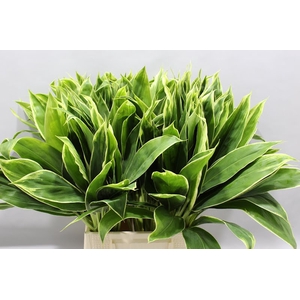 Cordyline Tips Snow Queen 55 Cm