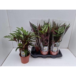 CALAT RUF ELGERGRASS
