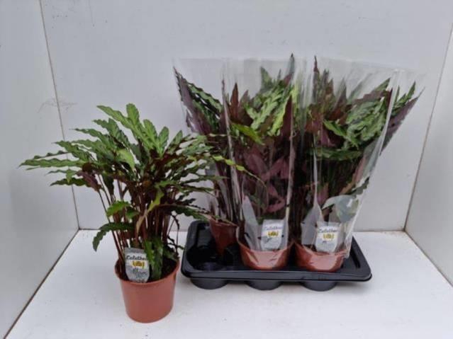 CALAT RUF ELGERGRASS