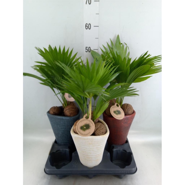 <h4>Livistona rotundifolia</h4>