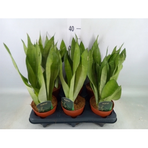 Sansevieria trifa. 'Moonshine'