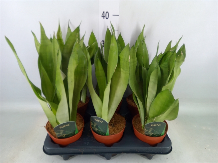 <h4>Sansevieria trifa. 'Moonshine'</h4>