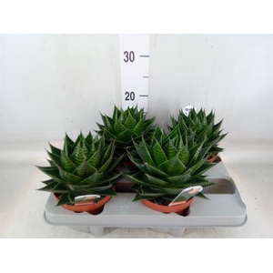 Aloe aristata 'Cosmo'
