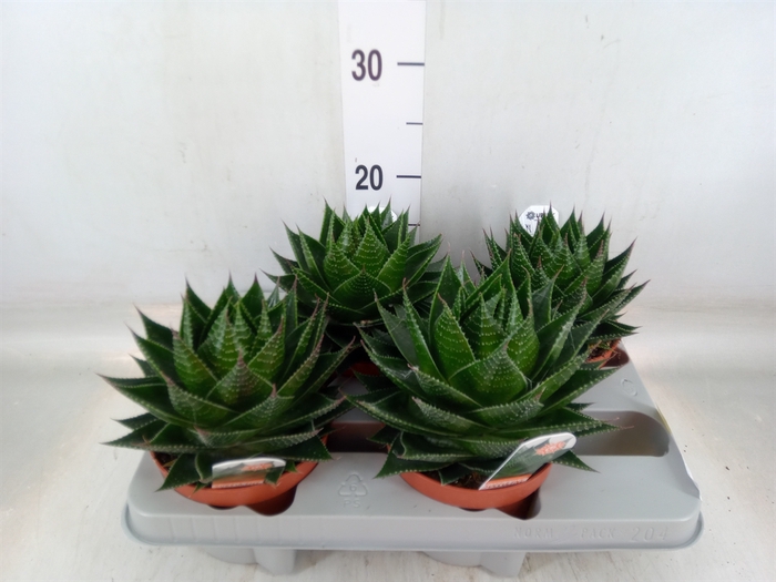 <h4>Aloe aristata 'Cosmo'</h4>