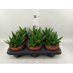 Aloe perfoliata