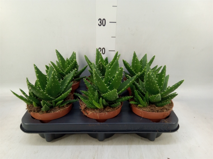 <h4>Aloe perfoliata</h4>