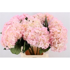 Hydr M Pink & Green Tinted