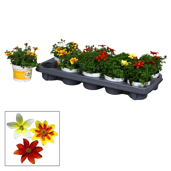 <h4>Bidens mix</h4>