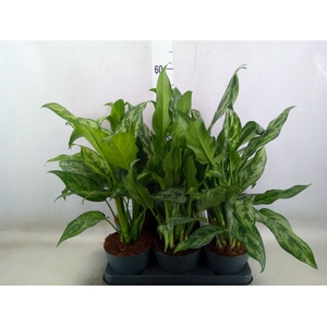 Aglaonema   ...mix