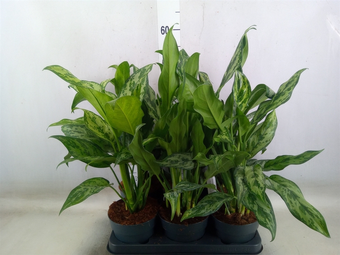 <h4>Aglaonema   ...mix</h4>