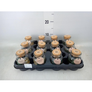 Arr. Waterplanten L%