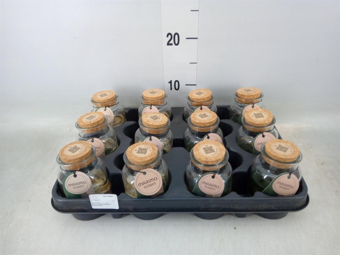 <h4>Arr. Waterplanten L%</h4>