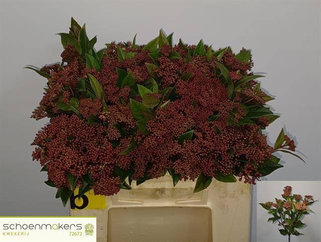 <h4>VIBUR TI RED SPIRIT</h4>