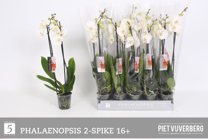 <h4>PHAL OV WIT</h4>