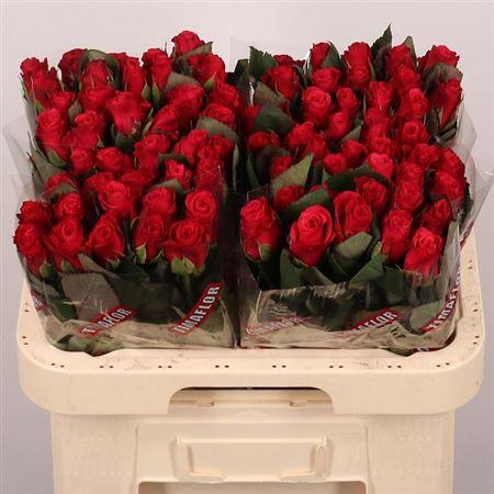 <h4>R Gr Tacazzi+</h4>