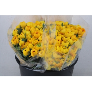 Ran Elegance Yellow