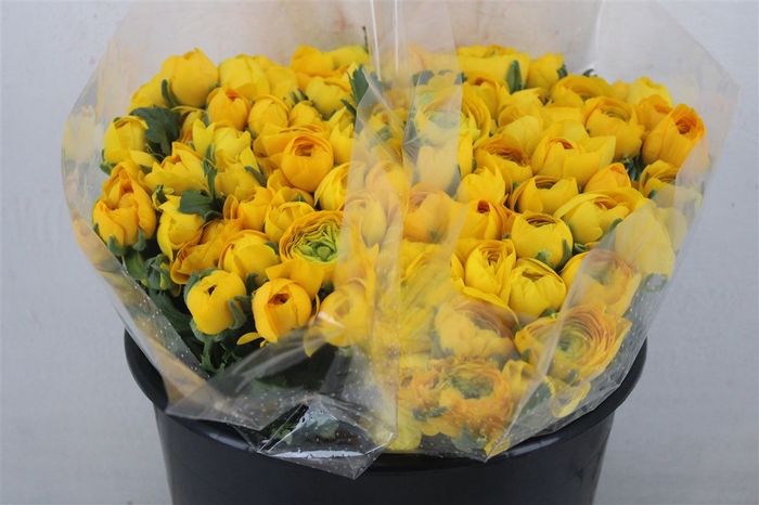 <h4>Ran Elegance Yellow</h4>