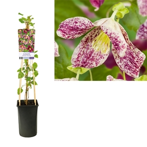 Clematis cirrhosa 'Freckles' +light label