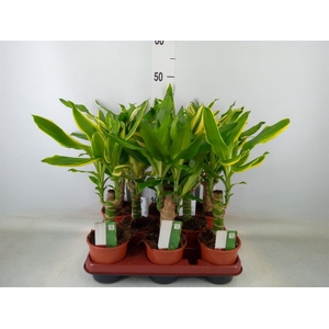 Dracaena frag.   ...mix 3