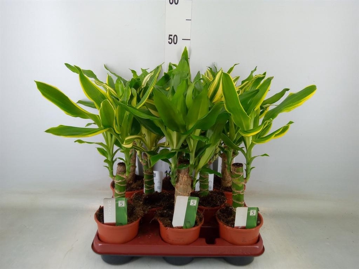 <h4>Dracaena frag.   ...mix 3</h4>