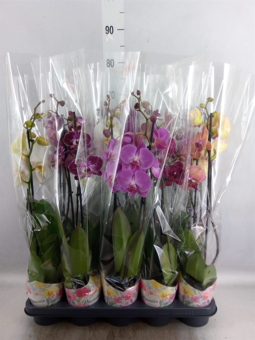 <h4>Phalaenopsis   ...mix  5</h4>