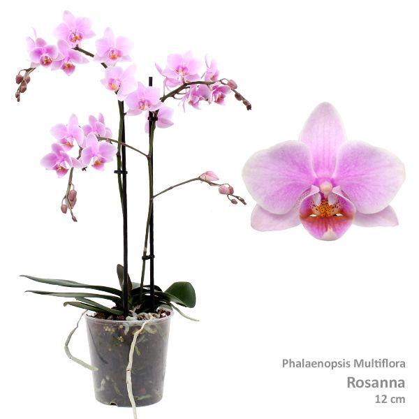 <h4>Phal. Multiflora "Rosanna" 2-tak</h4>