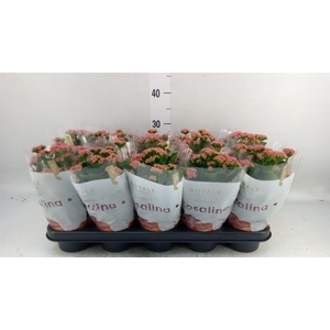 Kalanchoe blos. 'RosDon Victorio'