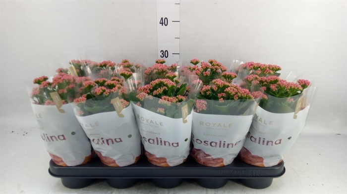 <h4>Kalanchoe blos. 'RosDon Victorio'</h4>