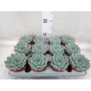 Echeveria   ...