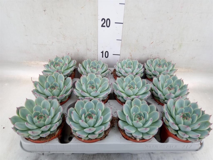 <h4>Echeveria   ...</h4>