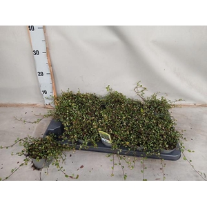 MUEHLENBECK CO MAORI