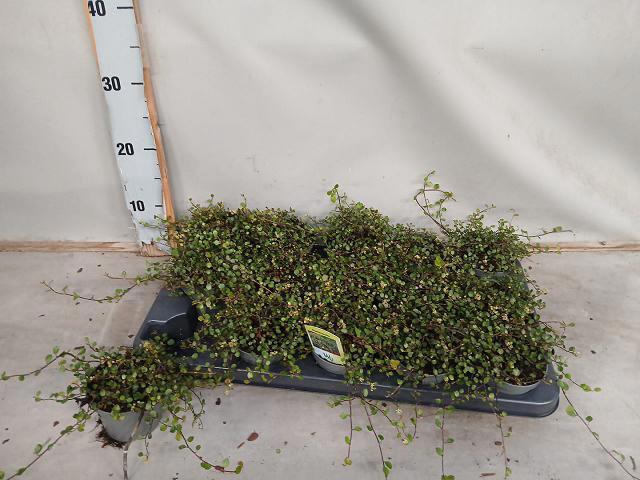 <h4>MUEHLENBECK CO MAORI</h4>