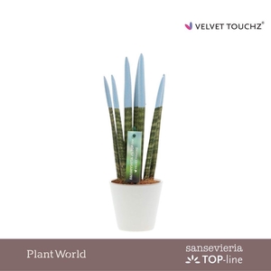 Sansevieria VELVET TOUCHZ® Pastel Blauw In Rotterdam keramiek